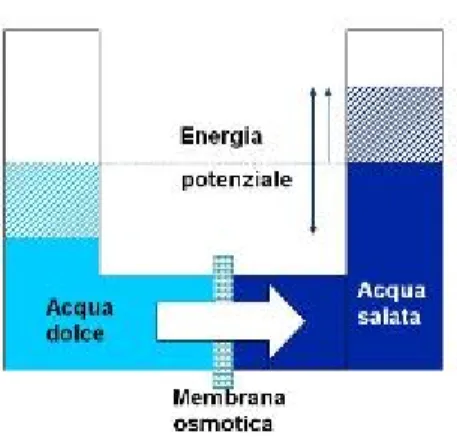 Figura 2.1: Descrizione del processo osmotico, sfruttato la fine di produrre energia. 