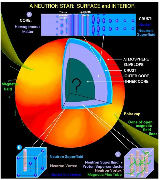 Figura 1.1: Spaccato della struttura interna di una stella di neutroni.  