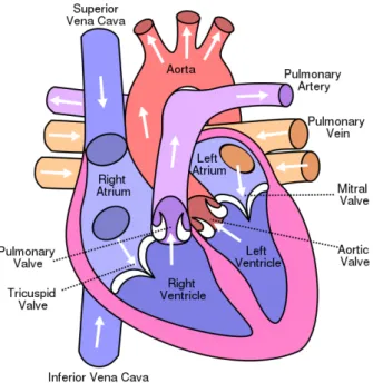 Figure 1.2: A heart section viewed from the front. It is possible to distinguish: chambers (left atrium LA, left ventricle LV, right atrium RA, right ventricle RV); vessels (aorta Ao, pulmonary artery PA, superior vena cava SVC, inferior vena cava IVC, pul