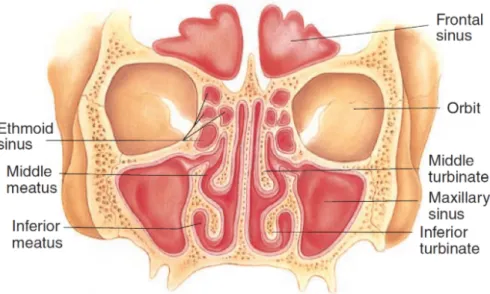 Figure 2.6: Coronal view of the anatomical features of the nose.