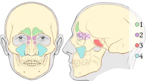 Figure 2.7: Paranasal sinuses from a coronal and sagittal view: 1: Frontal Sinuses. 2: Sphenoid Sinuses