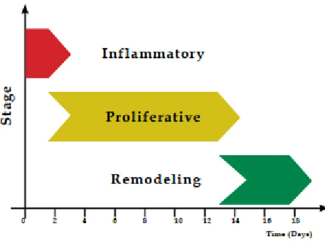Figure  ‎ 1-5) Sequential presentation of the steps involved in tissue repair (Ana Cristina de Oliveira Gonzalez) 