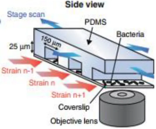 Figure  ‎ 1-6) schematic of Microfluidic structure for analysis of single cell intracellular model (Ve´ ronique Lecault,  2012) 