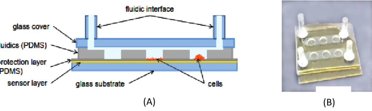 Figure  ‎ 1-8) Microfluidic oxygen sensor chip; A) photo of structure in cross section of the chip B) Photo of the  actual cell-chip device with two divided microfluidic channels and three O2-sensitive cell cultivation chambers 