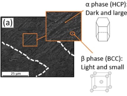 Figure 2.4: Ti-6Al-4V microstructure [6]