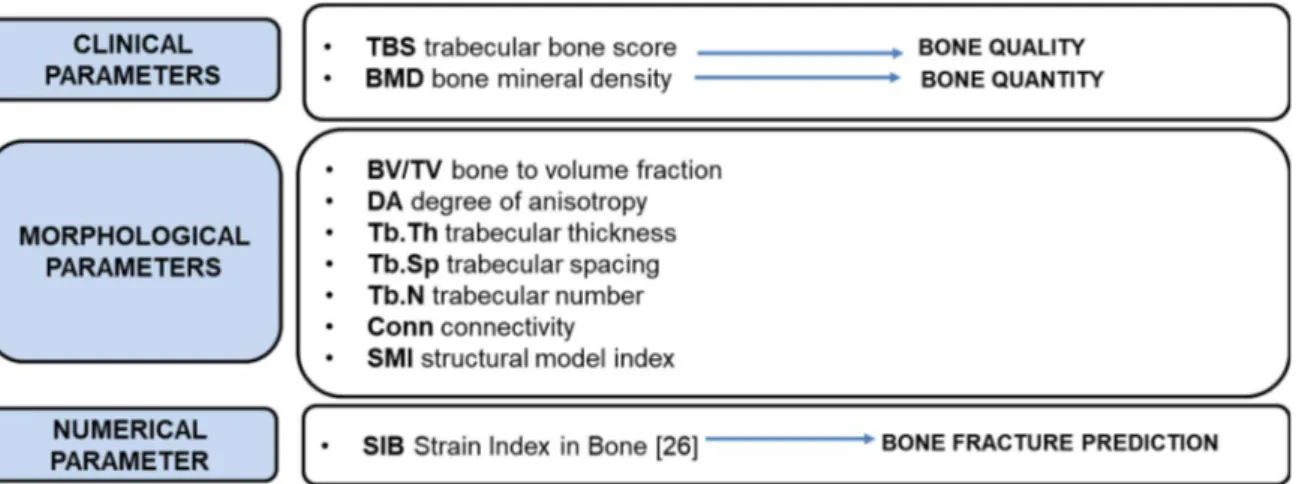 Figure 2.9 Summary of clinical, morphological and numerical parameters for bone assessment