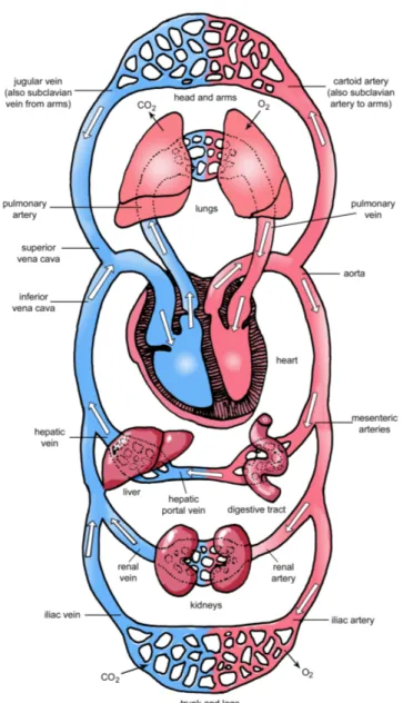 Figure 1.2: Circulatory System