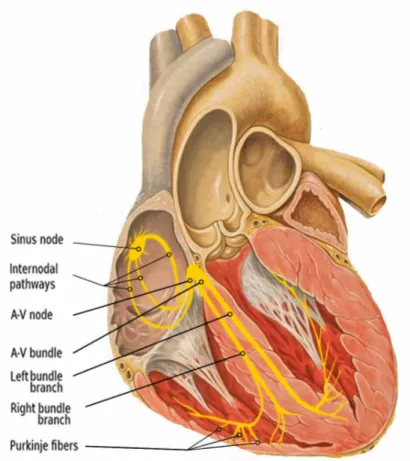 Figure 1.3: Heart Conduction System