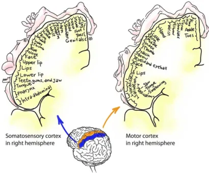 Figure 3.6: The Somatosensory Cortex and the Motor Cortex