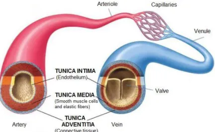 Figure 2.4: Representation of the main differences in the vessel wall of veins and arteries