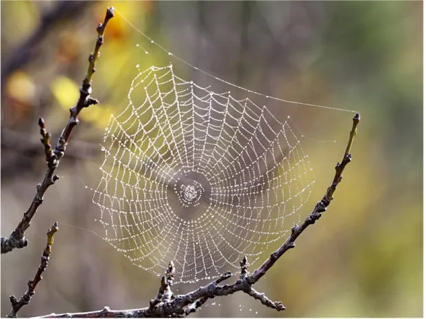 Figure 1-1:  A spider  web, carefully  weaved across young tree  offshoots. Remarkable  is the  perfect  geometry  of  the  whole  structure,  together  with  the  fact  that  all  load  is  carried  by  a  single  upper  silk  thread  following  a  catena