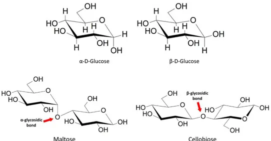Figure 18 - α and β anomers of glucose; glycosidic bonds in maltose and cellobiose. 