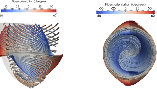 Figure 4.2: Different views for the fibers field of the idealized ventricle. In the first two images at the top it is showed a view of the streamlines related to the fibers vector field viewed form the base and from the apex of the ventricle.