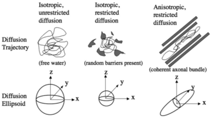 Figure 2.6: Scheme of diffusion properties via ellipsoid visualization for isotropic unrestricted diffusion, isotropic restricted diffusion, and anisotropic restricted  dif-fusion [48].