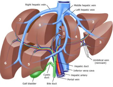 Figure 2: Liver division into eight segments by the hepatic veins  [8]  