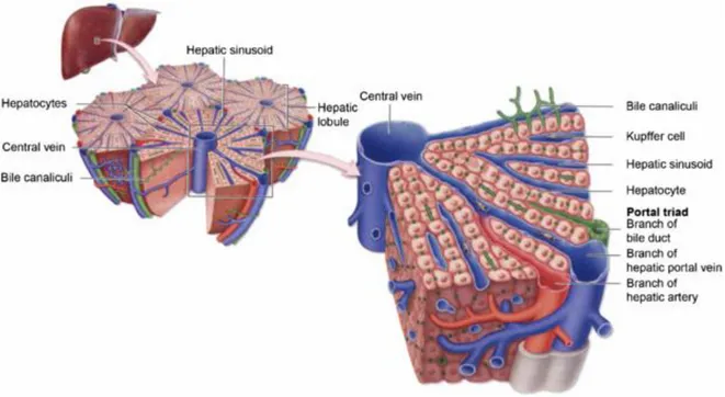 Figure 5: The liver lobule with central vein, portal tracts and sinusoids  [11] . 
