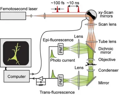 Figure 2.3: Schematic of a 2PE microscope with epi-fluorescence and trans- trans-fluorescence detection.