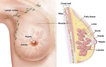 Figure 1.1: Detailed breast anatomy.