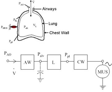 Figure 1.21 -  Central Controller of respiratory system: they are the dorsal 