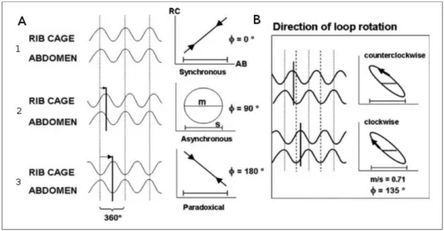 Figure 1.27 ‐  Phase Angles 1 and Loop rotation 2 of the Lissajous figures indicates whether the  diaphragm contracts before the intercostal muscles (anticlockwise)  