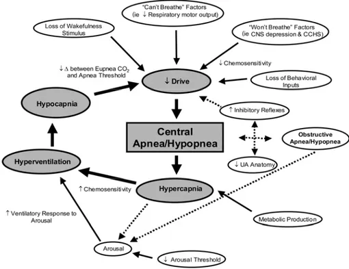Figure 1.29 - Schematic of the many potential mechanisms contributing to  CSA/hypopnoea  