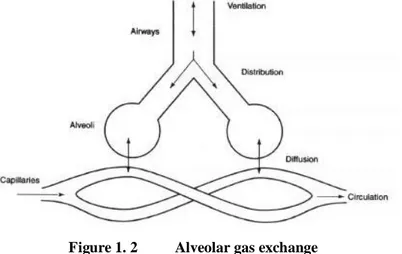Figure 1. 2    Alveolar gas exchange  