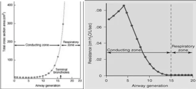 Figure 1. 10     Total cross sectional area (left) and resistance (right) values, as function of air way  generation 