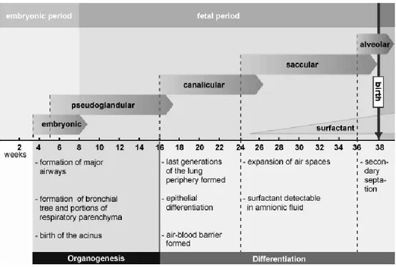 Figure 1. 14   Embryonic and fetal lung development 