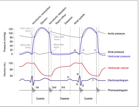 Figure 11: Time-dependency of aortic pressure, left atrial pressure, left ventricular pressure and left ventricular volume.