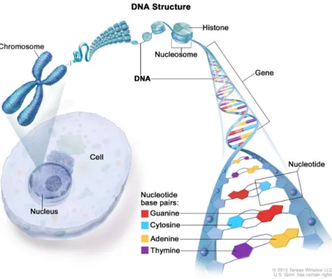 Figure 1.1: The DNA structure. Taken from [14]