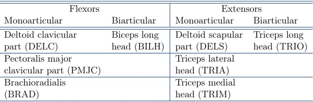 Table 2.1: Muscles used for EMG measurements