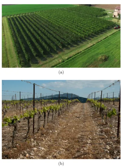 Figura 2.2: Examples of a real vineyard and a rough terrain; (a) illustrates a common Italian vineyard (b) shows the irregularity of the terrain