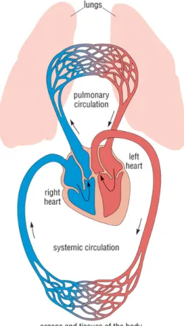 Figure 2.4: Pulmonary and systemic circulations