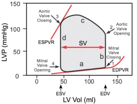 Figure 2.6: PV loop