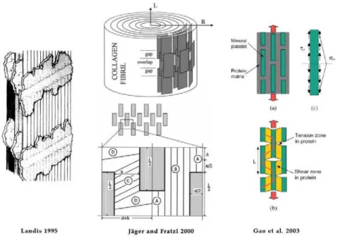 Figure 10 - Display of the main nano scale structures  utilized for mathematical modelling  of the bone tissue mechanics 