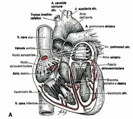Figura 1.2 Raffigurazione del cuore e del sistema di conduzione del potenziale elettrico (Crepaldi G