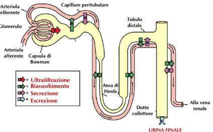 Figura  1.3  Meccanismo  di  depurazione  del  plasma  attraverso  ultrafiltrazione  glomerulare,  riassorbimento capillare e secrezione tubulare