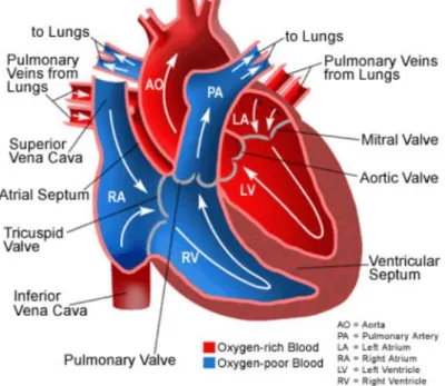 Figura 1: Schema anatomico del cuore sano. Le frecce indicano la direzione del flusso sanguigno 