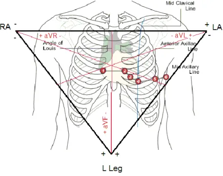 Figura  ‎ 1.4 Vista schematica del 12 derivazioni intorno al cuore 