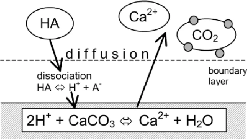 Figura 2.3 - Reazione di un acido organico con il carbonato di calcio