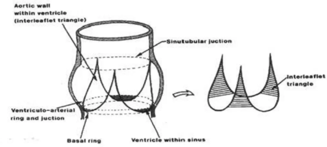 Figura 3: schema anatomico della radice aortica, delimitata dall’anello basale e dalla giunzione sinotubulare