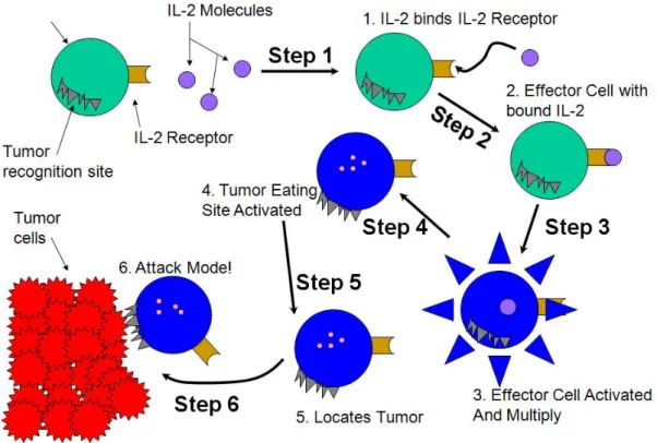 Figure 3.6: Immunotherapy process