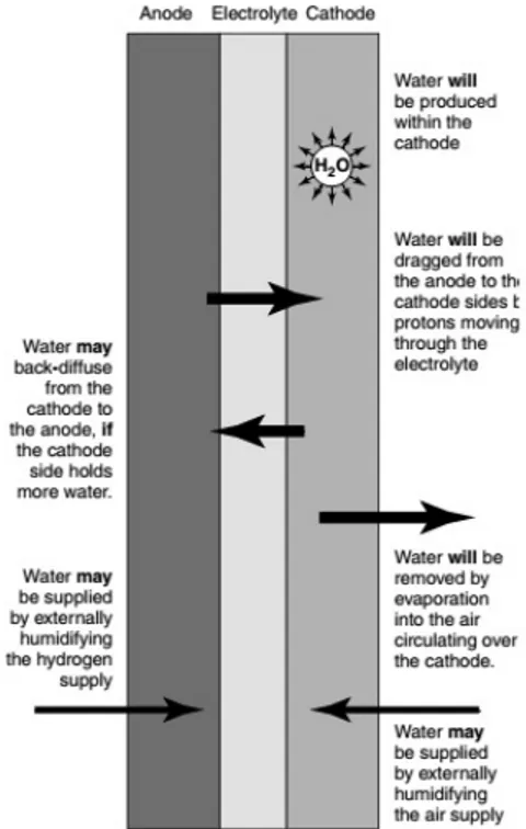 Figure 2.18: Schematic representation of the flows of water inside the fuel cell.