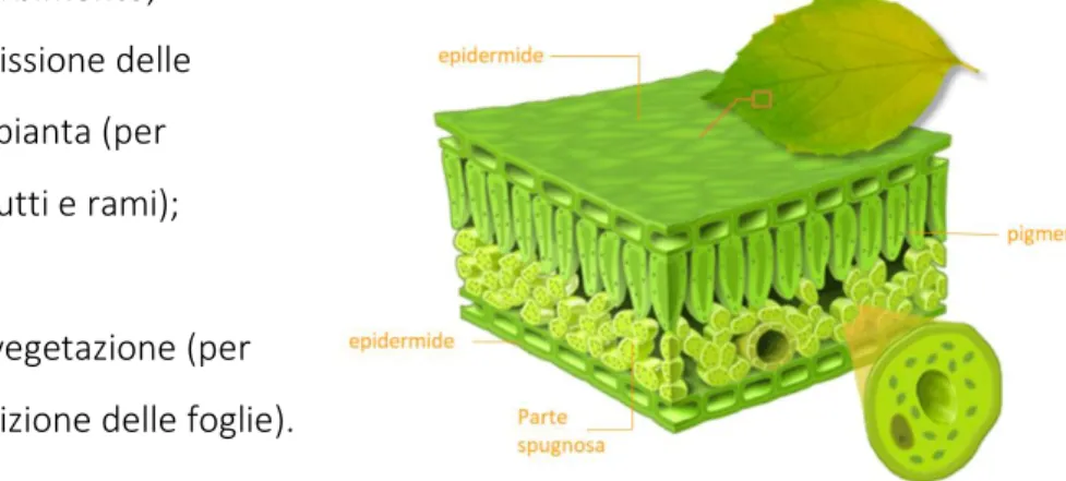 Figura 20: Struttura della foglia.