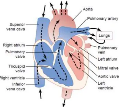 Fig. 3-1 Structure of the heart, and course of blood ﬂow through the heart chambers and  heart valves