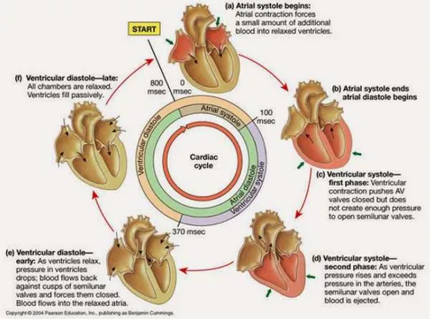 Fig. 3-2 Summary of the two main heart stages: Systole and Diastole. From [4]. 