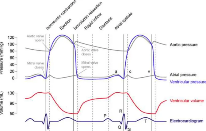 Figure 1.2. From the top: pressure waveforms of the left atrium and ventricle (mmHg); variation of the left ventricle  volume (mL); electrocardiogram (ECG).