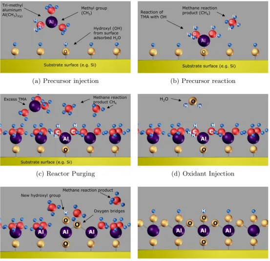 Figure 3.1: Example schematic of the process of an ALD deposition cycle. This example illustrates the reaction of TMA and water to form alumina (Al 2 O 3 ).