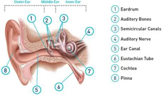 Figure 1. Main components of the auditory system and the sound transmission chain. 
