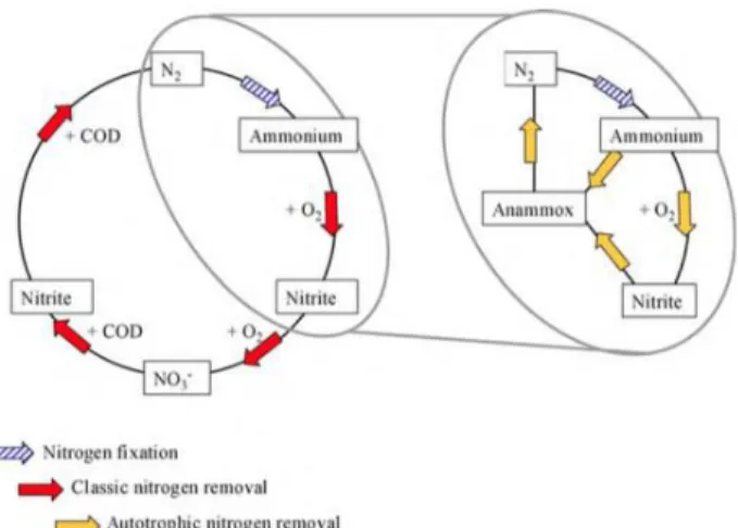 Figure 2 Representation of nitrogen cycle with the contribution of anammox bacteria (Van Hulle 2010) 